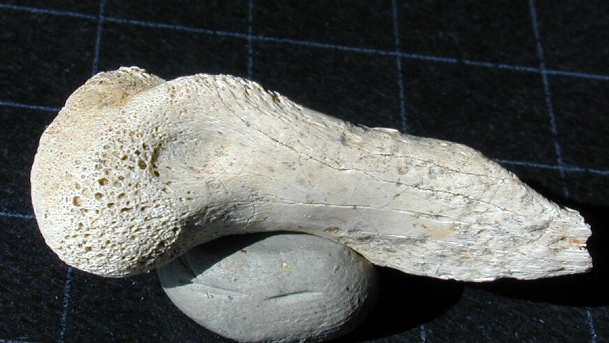Dromaeosaur Dewclaw 