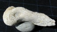 Dromaeosaur Claw Fossils