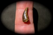 Cretaceous Bird Claw Fossil