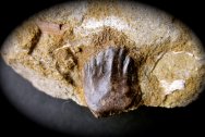 Euoplocephalus Dinosaur Tooth
