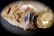 Euoplocephalus Armored Dinosaur Tooth