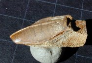 Duck-Bill Dinosaur Tooth