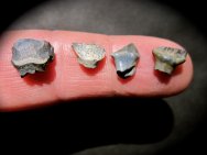 Ankylosaur Dinosaur Teeth