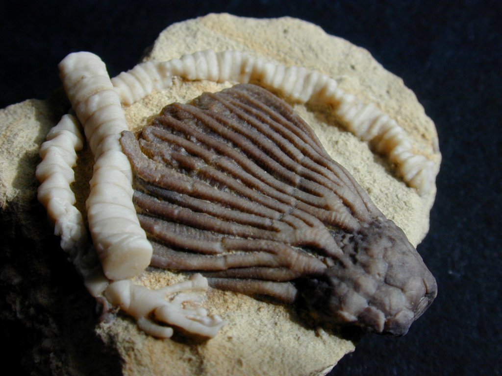 Rhadocrinites kirbyi Crinoid