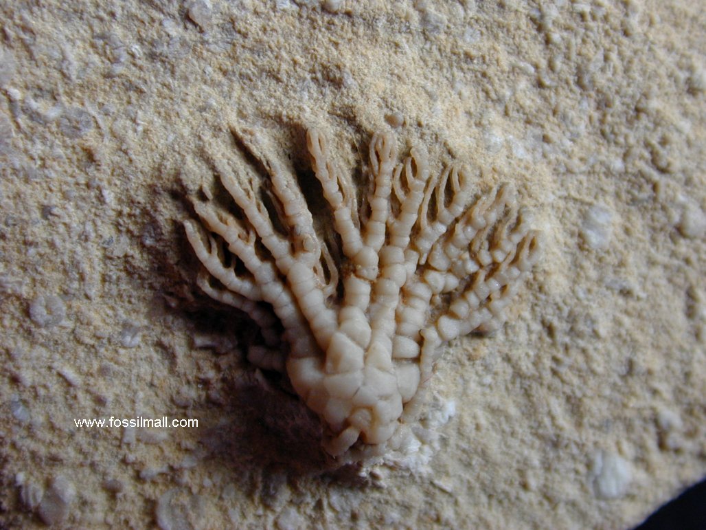 LeGrand Crinoid Pachylocrinus