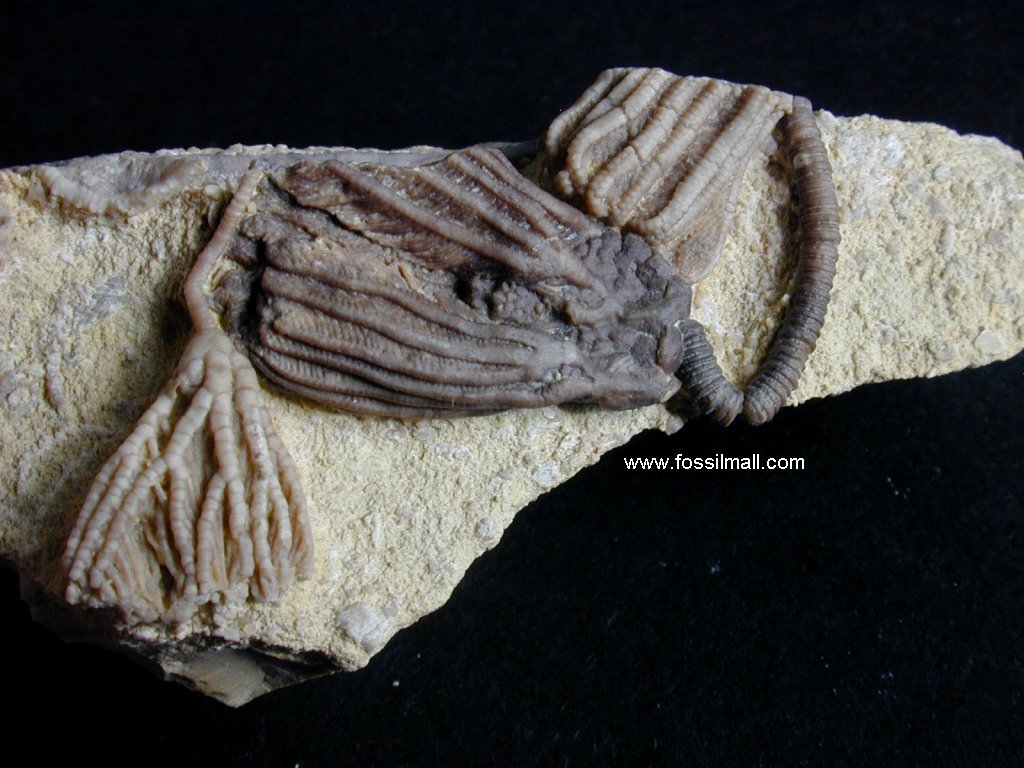 LeGrand Rhadocrinites & Pachylocrinus Crinoids