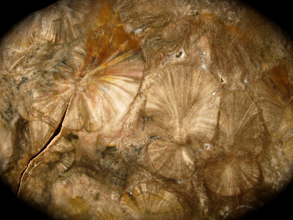 http://www.fossilmall.com/Pangaea/petwood/pw1/Rexoxylon.jpg