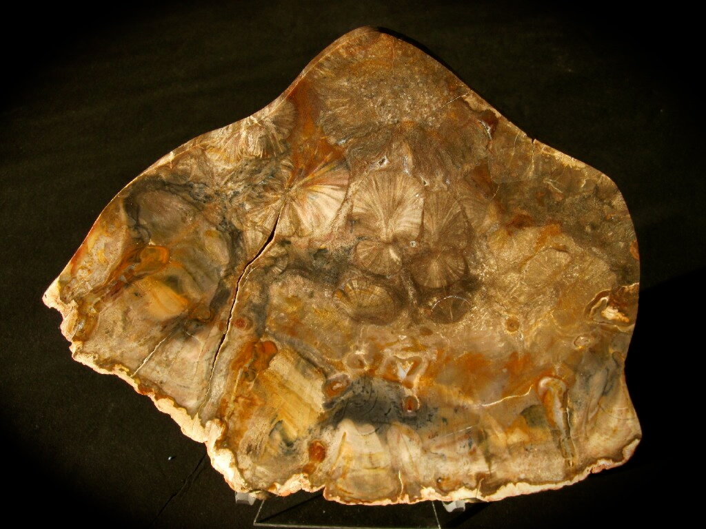 http://www.fossilmall.com/Pangaea/petwood/pw1/ppw8a.JPG