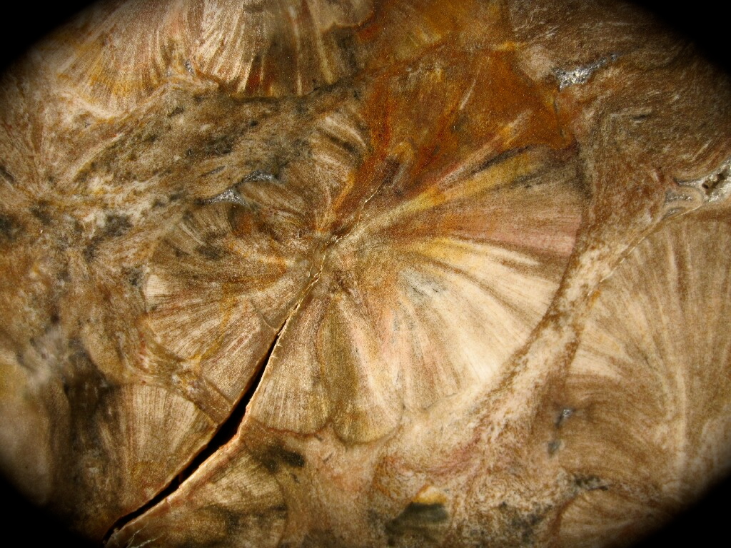 http://www.fossilmall.com/Pangaea/petwood/pw1/ppw8c.JPG