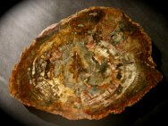 Triassic Petrified Wood