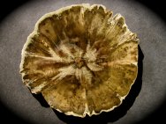 Woodworthia Petrified Wood