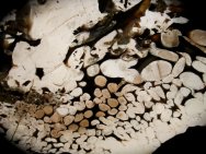 Peanut Wood Petrified Wood