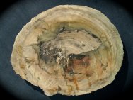 Conifer Petrified Wood