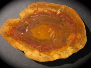 Gorgeous Chinchilla Red' Petrified Wood Round from Australia