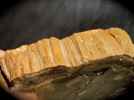 Conifer Petrified Wood