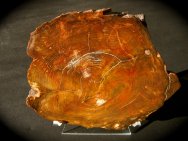 Australia Petrified Wood