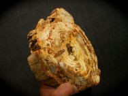 Triassic Conifer Petrified Wood