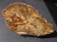 Triassic Conifer Petrified Wood