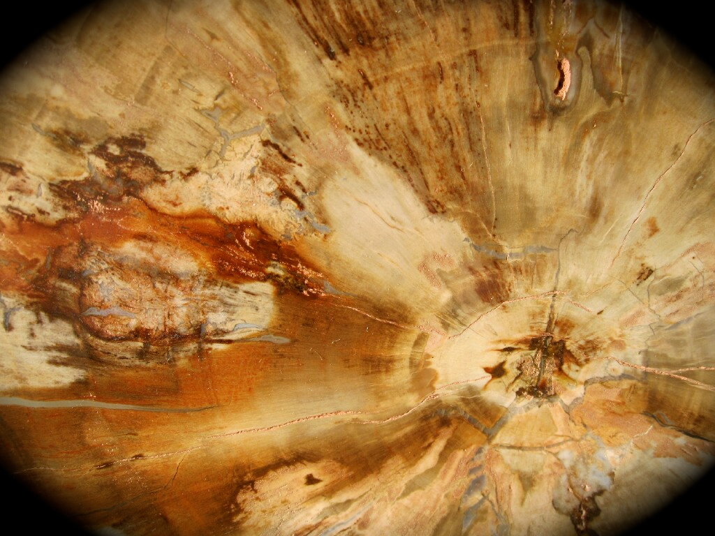 http://www.fossilmall.com/Pangaea/petwood/pw9/ppw11b.JPG