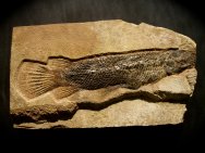 Atractosteus simplex Gar 