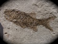 Oxypteriscus Paleozoic Fish Fossil
