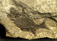 Ganolepis gacilis