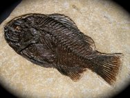Priscacara liops Fish Fossil