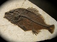 Priscacara liops Fish Fossil