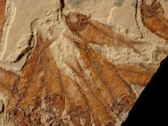 Gosiutichthys parvus