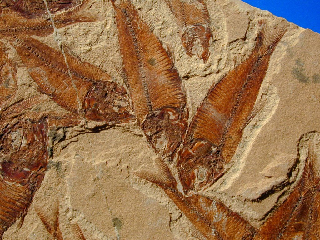 Gosiutichthys Fossil Fish Death Assemblage