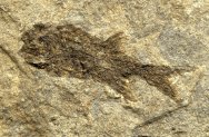 Paleozoic Fish Fossil Oxypteriscus