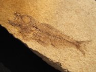 Fossil Fish Serranus