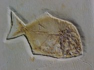 Pycnodont Fossil Fish