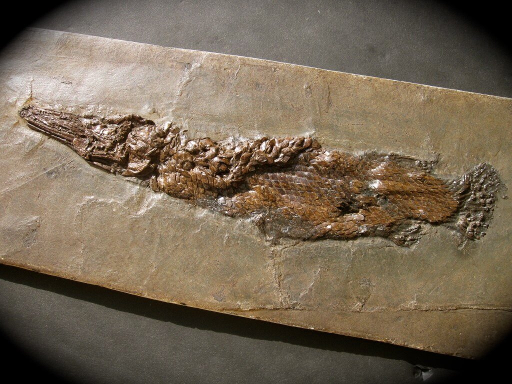 Atractosteus Messel Gar