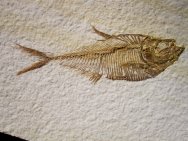 Diplomystus Fossil Fish