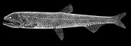 Phosichthys argenteus Lightfish