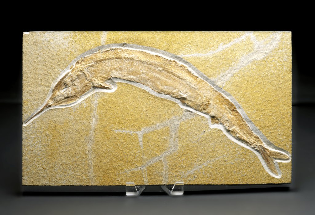 Aspidorhynchus