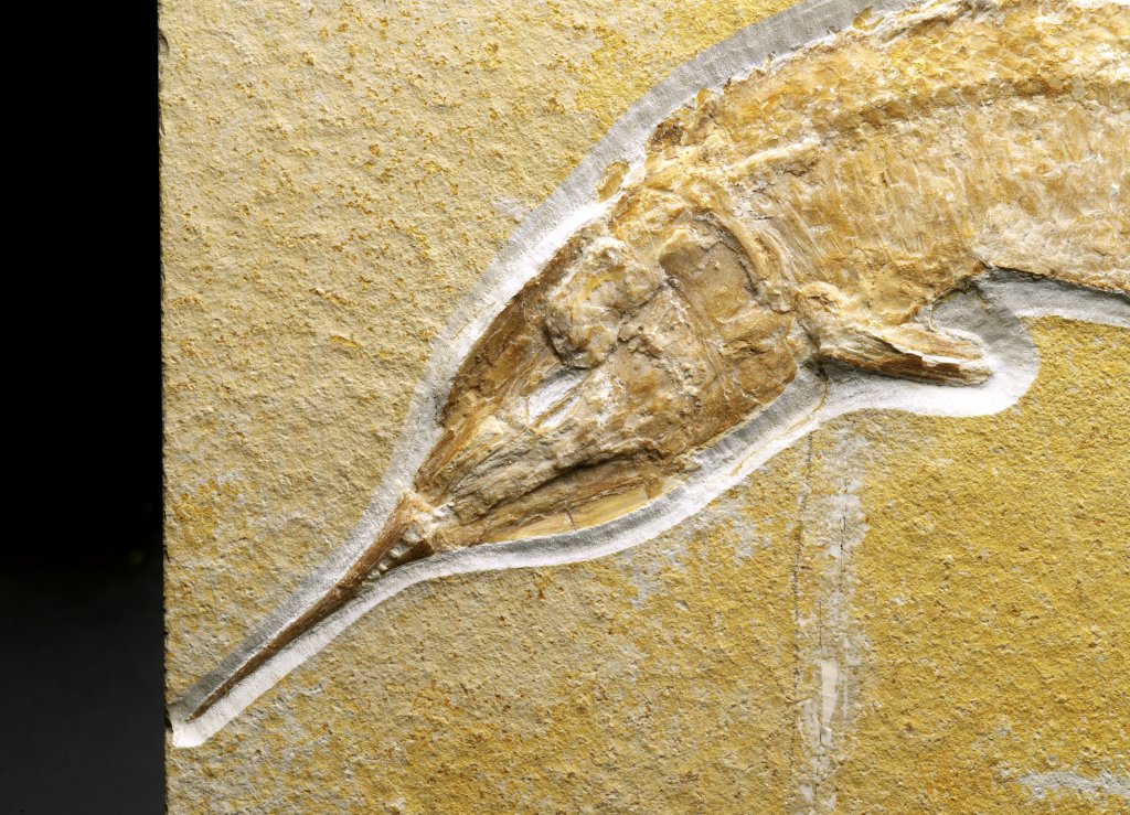 Aspidorhynchus acutirostris