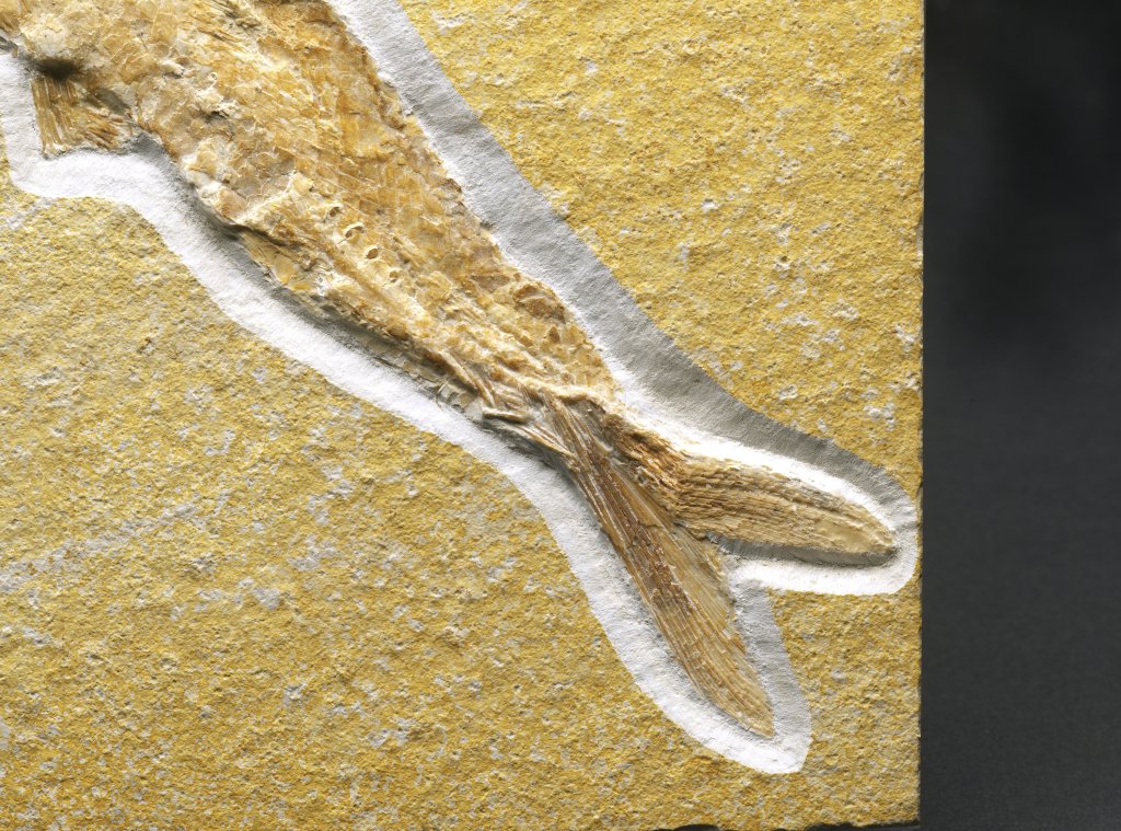 Aspidorhynchus acutirostris Fish Fossil from Solnhofen