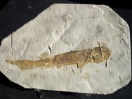 Peipiaosteus Fish Fossil 