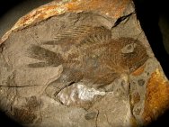Holocentridae Fossil Fish