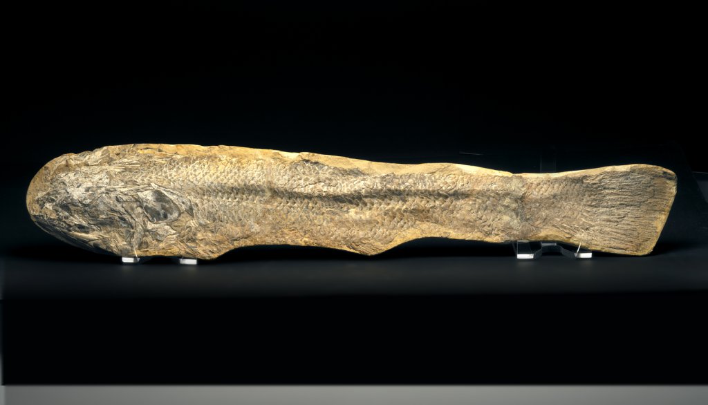 Calamopleurus Santana Fish Fossil