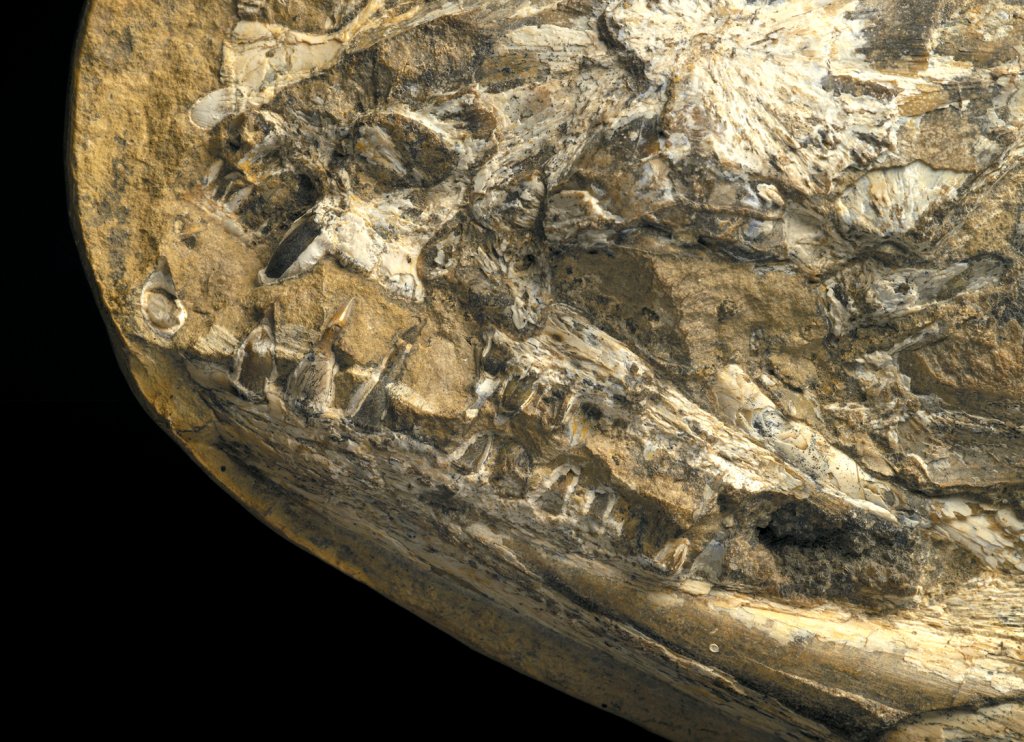 Calamopleurus cylindricus Santana Fish Fossils
