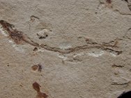 Fossil Fish Lepidopus