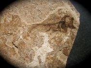 Rare Properca sabaia Oligocene Tropical Fish Fossil