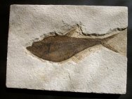 Diplomystus dentatus Fossil Fish