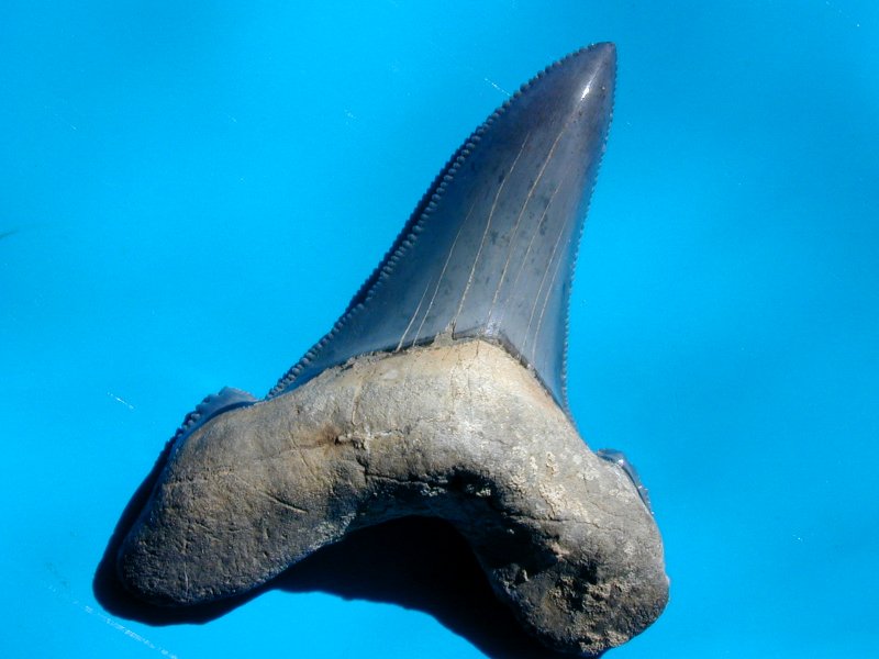 Carcharodon auriculatus Shark Tooth