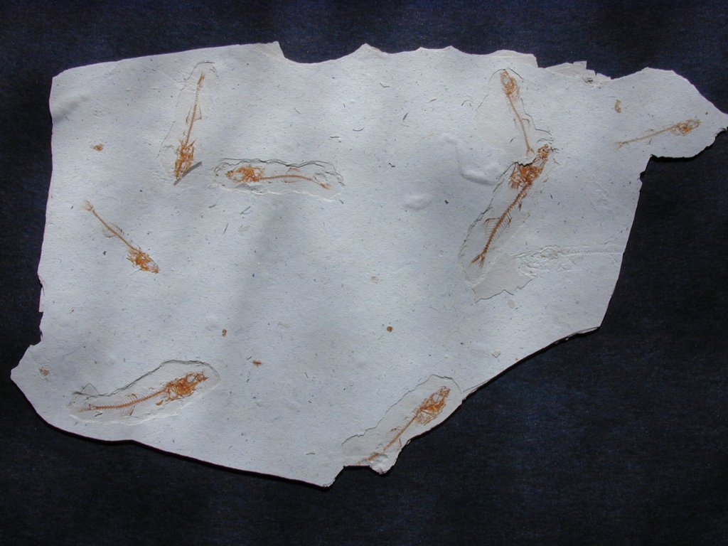 Gasterosteus Hazen Fish Fossils