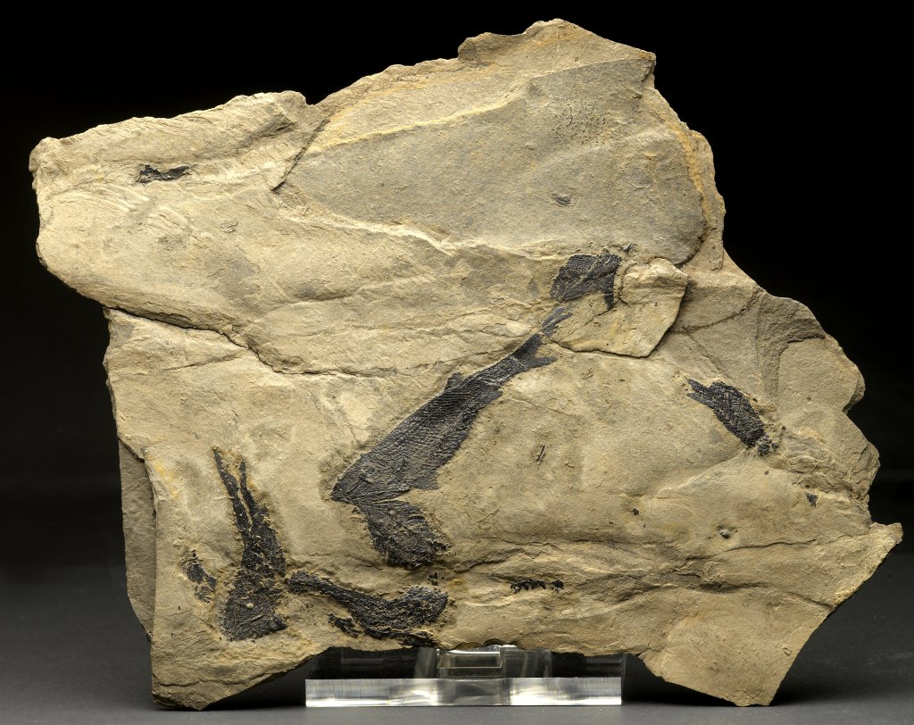 Rhadinichthys