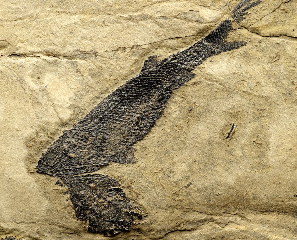 Rhadinichthys alberti Fish Fossils